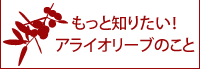 もっと知りたい！アライオリーブのこと