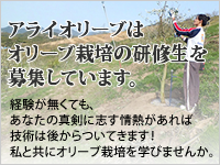 オリーブ栽培の研修生を募集しています。経験が無くても、あなたの真剣に志す情熱があれば技術は後からついてくる！私と共にオリーブ栽培を学びませんか。